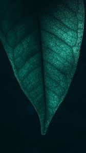 Also explore thousands of beautiful hd wallpapers and background images. Nature Green Leaf Macro 4k Wallpapers Hd 4k Background For Android 4k Android Background Gr 4k Background Leaves Wallpaper Iphone Android Wallpaper