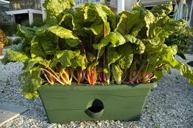 Cedar planter box garden planter boxes window planter boxes raised planter wooden planters diy planters fall planters planter ideas tomato planter. Growing Tomato On Growbox Container Gardens A Garden Patch Growbox Self Watering Tomato Planter