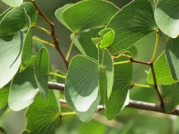 Image result for Colophospermum