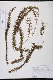 Image result for Hydrilla