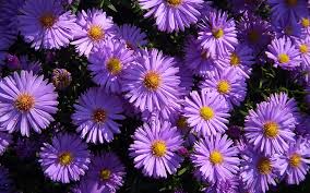 Get ready to find out :) (hi i had no idea this would blow up! Hd Wallpaper Violet Asters Flowers Year Old Daisies Colors Late Summer And Autumn Wallpaper Hd 3840 2400 Wallpaper Flare