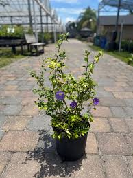 Image result for Thunbergia