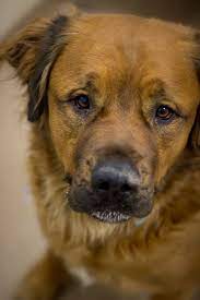 Bear From The Capital Humane Society In Lincoln Ne He S A 2 Year Old Saint Bernard Rottweiler Mix And A Gentle Giant Dogs Rottweiler Dog Rottweiler Mix