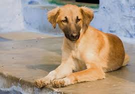Mixed breed dogs & puppies in uk. 21 Exotic Indian Dog Breeds All Dogs Of India
