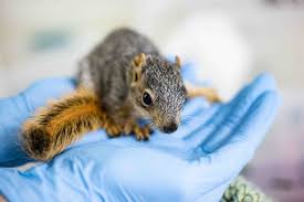 Image result for squirrel