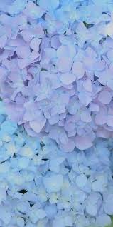 Hydrangea Flower Pastel Beauty Followback Photooftheday Tagforlikes Hydrangea Wallpaper Aesthetic Wallpapers Flower Wallpaper