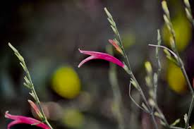 Image result for Dicliptera monroi