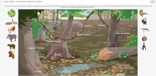 Learn About The Rainforest Food Chain - Only Passionate Curiosity