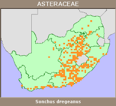 Image result for Sonchus dregeanus