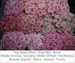 Reasons to do business with dwf wholesale florist: Pink Rose Study With Amato Wholesale Flirty Fleurs The Florist Blog Inspiration For Floral Designers