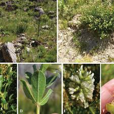 Image result for Otholobium foliosum