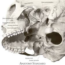 Infratemporal Fossa Inferolateral Aspect In 2020 Medical Anatomy Skull Anatomy Skull