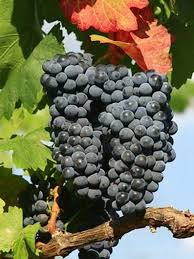 Weintraube New York Muscat Pergola Weinrebe Vitis New York Muscat Weintrauben Pflanzen Weintrauben Weinrebe