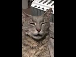 We think we know what a cat's purr means. Purring Cat Drooling Youtube