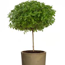 Check spelling or type a new query. Ocimum Basil Tree Funtastick