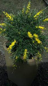 Cytisus X Spachianus Sweet Broom Now This One Wasn T Labeled Correctly This Particular Variety Is Supposed To Grow 9 10 F Plants Garden Plants Flower Beds