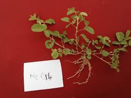 Image result for Grona adscendens