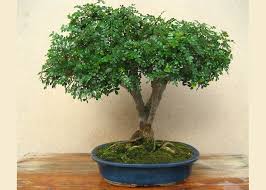 Facilmente Annuncio Pubblicitario Colibri Bonsai Pepper Valigia Acida Sempre Piu
