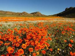 Found in bunches, and their scent is practically its own presence. Spring Wild Flower Holiday In Namaqualand South Africa Responsible Travel