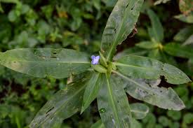 Image result for Commelina subulata