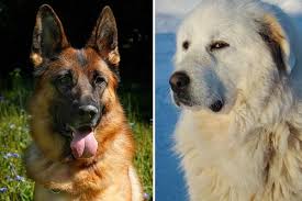 This is in addition to its original function as a flock guard dog. Great Pyrenees German Shepherd Mix Why Is The Unique One Of The Best Devoted Family Dogs Anything German Shepherd