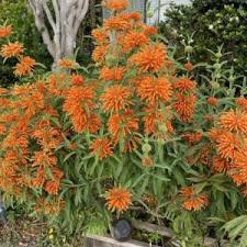 Image result for Senecio speciosus