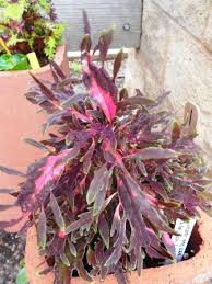 Image result for Coleus foliatus