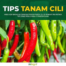 Tanaman cili adalah antara pokok yang saya kategorikan dalam pokok yang sukar dijaga. Love Greenery Views Posts Facebook