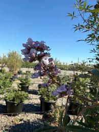 Image result for Vitex strickeri