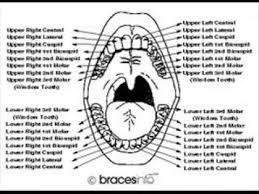 videos matching fdi world dental federation notation revolvy