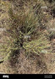 Image result for Pollichia campestris