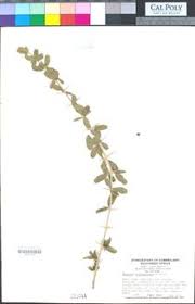 Image result for Tragia okanyua