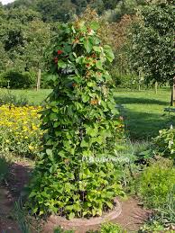 Image result for Phaseolus coccineus