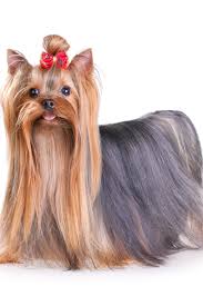 Yorkshire Terrier In Show Coat Isolated On A White Background Yorkshireterrier Yorkshire Terrier Yorkshire Yorkie