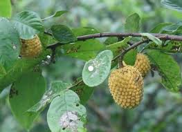 Image result for Annona senegalensis