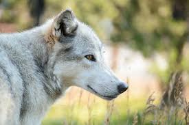The park is home to a variety of wildlife including grizzly bears, wolves, bison, and elk. 562 Yellowstone Wolf Photos Free Royalty Free Stock Photos From Dreamstime