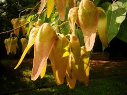 Image result for Firmiana