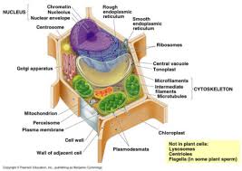 Check spelling or type a new query. Cell Organelles And Their Processes By Lexi Helman