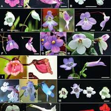 Image result for Streptocarpus myoporoides