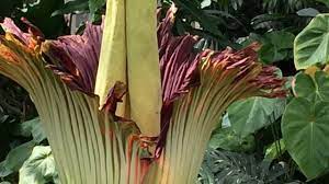New Corpse Flower In Bloom At Garfield Park Conservatory Cbs Chicago