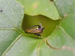 Image result for Oxyrhachis