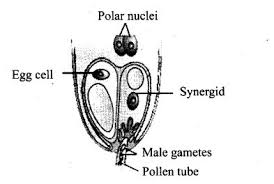 That said, there are insurance policies that indeed cover parts of the egg freezing process or the treatment in it's entirety. In The Figure Given Below Label The Following Parts Male Gametes Egg Cell Polar Nuclei Synergid And Pollen Tube Studyrankersonline