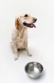 Diet For Dogs With Struvite Crystals And Guidelines On Feeding