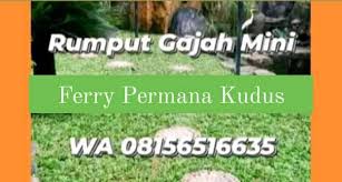 Kami juga menerima jasa penanaman bagi anda yang ingin melakukan penanaman dari kami, berikut proses penanaman jika dilakukan oleh tim kami. Jual Rumput Gajah Mini Home Facebook