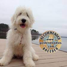 English Goldendoodle Recommended Breeder In Florida Goldendoodle Puppy English Goldendoodle Goldendoodle
