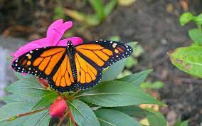 Donde Viven Las Mariposas