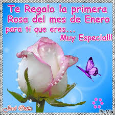 Te Regalo La Primera Rosa Del Mes De Enero Enero Frases Bonitas De Amor Amor De Lejos