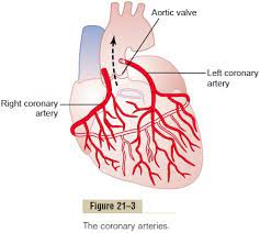 Coronary circulation is the circulation of blood in the blood vessels that supply the heart muscle (myocardium). Coronary Circulation