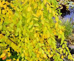 Image result for Flueggea