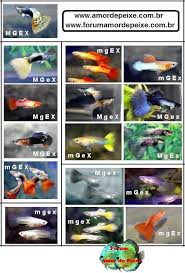 Image From Http I217 Photobucket Com Albums Cc192 Jabra528 Fish Palhs Tabelarussa001 Jpg Guppy Fish Guppy Fish Breeding